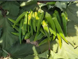 بذر بامیه کلش پاکت اورجینال 100 گرمی هندی