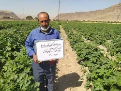 بذر بامیه کلش پاکت اورجینال 100 گرمی هندی