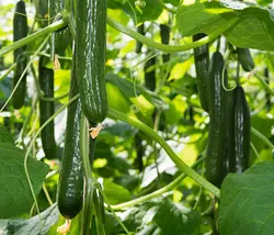 بذر خیار درختی هیبرید Navruz روسی بسته 5 عددی