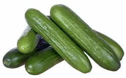 بذر خیار درختی هیبرید Navruz روسی بسته 5 عددی