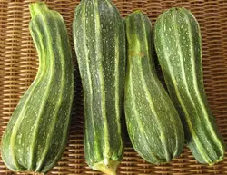 بذر کدو سبز عاجدار ایتالیایی بسته 10 عددی