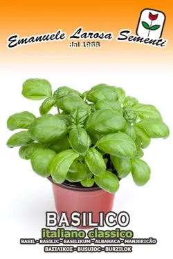 بذر ریحان ایتالیایی معطر پاکت اورجینال 1000 عددی