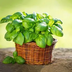 بذر ریحان ایتالیایی معطر پاکت اورجینال 1000 عددی