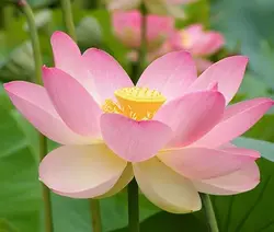 بذر نیلوفر آبی واتر لوتوس بسته 4 عددی