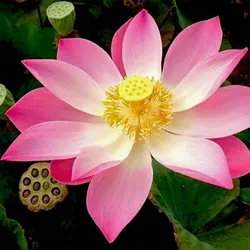 بذر نیلوفر آبی واتر لوتوس بسته 4 عددی