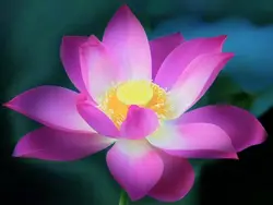 بذر نیلوفر آبی واتر لوتوس بسته 4 عددی