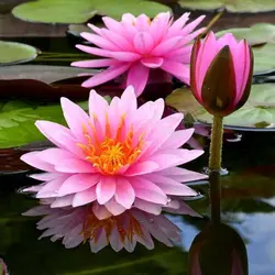 بذر نیلوفر آبی واتر لوتوس بسته 4 عددی