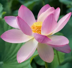 بذر نیلوفر آبی واتر لوتوس بسته 4 عددی