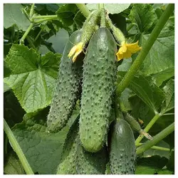 بذر خیار خاردار درختی هیبرید بسته 10 عددی