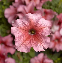 بذر گل اطلسی سالمون هیبرید هلندی بسته 10 عددی