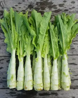 بذر کاهو سالاد مارچوبه روسی بسته 30 عددی