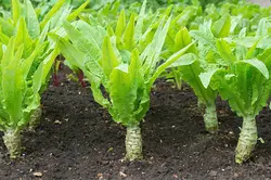 بذر کاهو سالاد مارچوبه روسی بسته 30 عددی