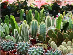 کود مخصوص کاکتوس و گلهای آپارتمانی آمریکایی  بسته 50 گرمی