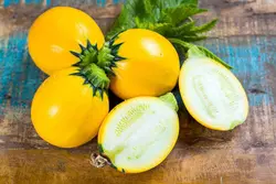 بذر کدو دلمه طلایی هیبرید F1 فوق پربار بسته 5 عددی