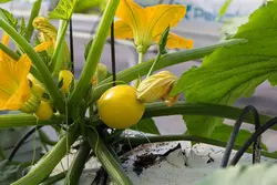 بذر کدو دلمه طلایی هیبرید F1 فوق پربار بسته 5 عددی