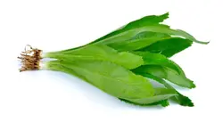 بذر سبزی کالانترو بسته 20 عددی