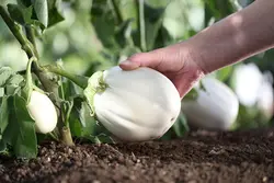 بذر بادمجان سفید دلمه ای هیبرید بسته 10 عددی