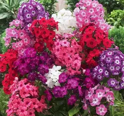 بذر گل فلوکس رنگارنگ آمریکایی بسته 30 عددی