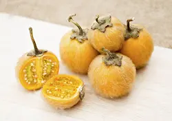 بذر بادمجان ترش پرزدار بسته 5 عددی
