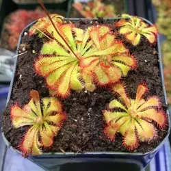بذر گیاه حشره خوار دروزرا اسپاتولاتا  بسته 10 عددی