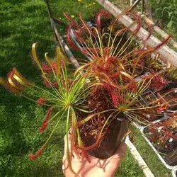 بذر گیاه حشره خوار دروزرا کپنسیس بسته 10 عددی