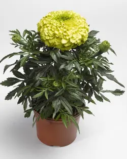 بذر گل جعفری زرد آفریقایی پاکوتاه گلدانی بسته 50 عددی