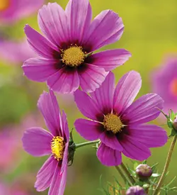 بذر گل ستاره ای صورتی پرگل ایتالیایی بسته 50 عددی