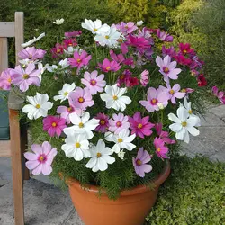 بذر گل ستاره ای صورتی پرگل ایتالیایی بسته 50 عددی