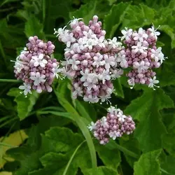 بذر سنبل الطیب یا علف گربه بسته 200 عددی