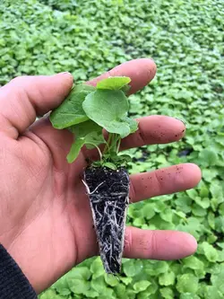 بذر سنبل الطیب یا علف گربه بسته 200 عددی