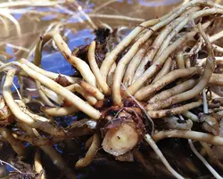 بذر سنبل الطیب یا علف گربه بسته 200 عددی