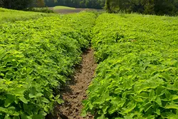 بذر سنبل الطیب یا علف گربه بسته 200 عددی