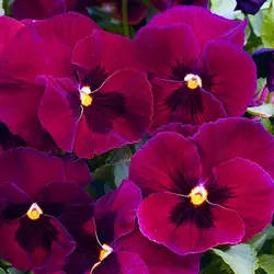 بذر گل بنفشه خوراکی تزئینی هلویی بسته300 عددی