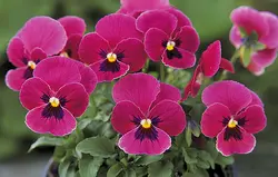 بذر گل بنفشه خوراکی تزئینی هلویی بسته300 عددی