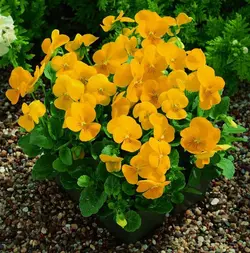 بذر گل بنفشه خوراکی تزئینی زرد ساده بسته 300 عددی