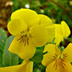 بذر گل بنفشه خوراکی تزئینی زرد ساده بسته 300 عددی