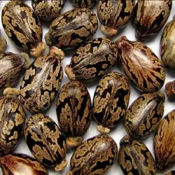 بذر درخت کرچک بسته ۵ عددی