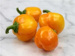 بذر فلفل زنگوله ای زرد بسته ۲۰ عددی