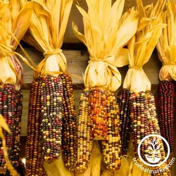 بذر ذرت رنگین کمان هالووین بسته ۱۰ عددی