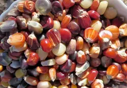 بذر ذرت رنگین کمان هندی بسته ۱۰ عددی