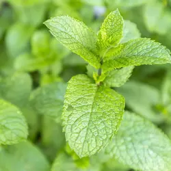 بذر نعنا انگلیسی بسته ۳۰ عددی
