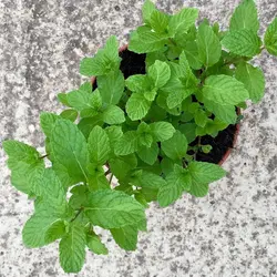 بذر نعنا انگلیسی بسته ۳۰ عددی