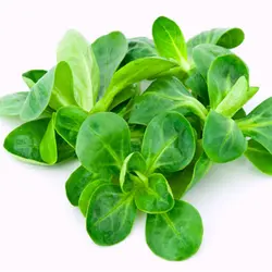 بذر سبزی والریانلا هلندی بسته ۵۰ عددی