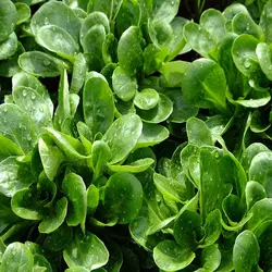 بذر سبزی والریانلا هلندی بسته ۵۰ عددی