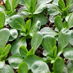 بذر سبزی والریانلا هلندی بسته ۵۰ عددی