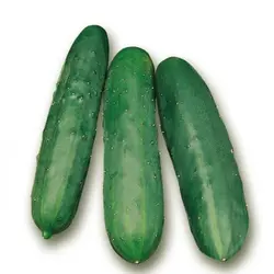 بذر خیار سبز معطر خاردار پاکت اورجینال ۲۰۰ عددی