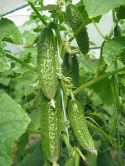 بذر خیار سبز معطر خاردار پاکت اورجینال ۲۰۰ عددی