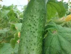 بذر خیار سبز معطر خاردار پاکت اورجینال ۲۰۰ عددی