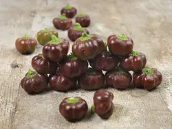 بذر فلفل زنگوله ای شکلاتی بسته ۲۰ عددی