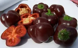 بذر فلفل زنگوله ای شکلاتی بسته ۲۰ عددی